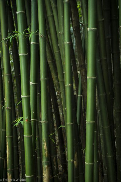bamboo forest background