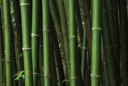 Dark Bamboo