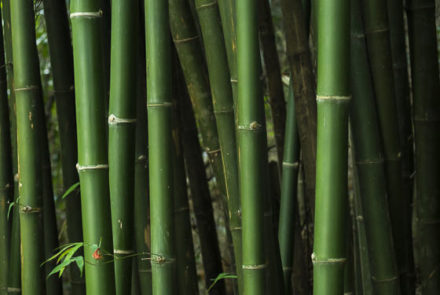 bamboo forest background