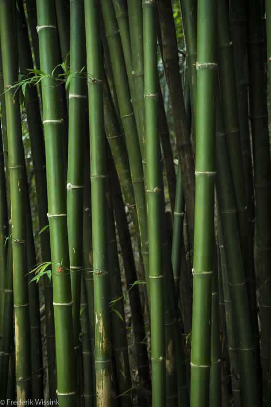 Dark Bamboo – Frederik Wissink