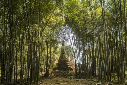 Hidden in the Bamboo Forest