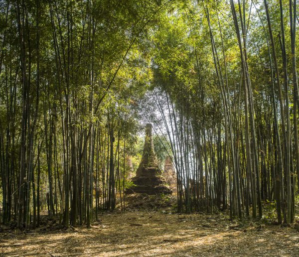 Fred Wissink print travel myanmar inle trees bamboo pagoda temple green mystical_1