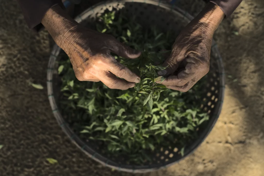 Old Mans hands in dappled sunlight for Namia River Retreat